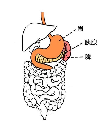 胰腺