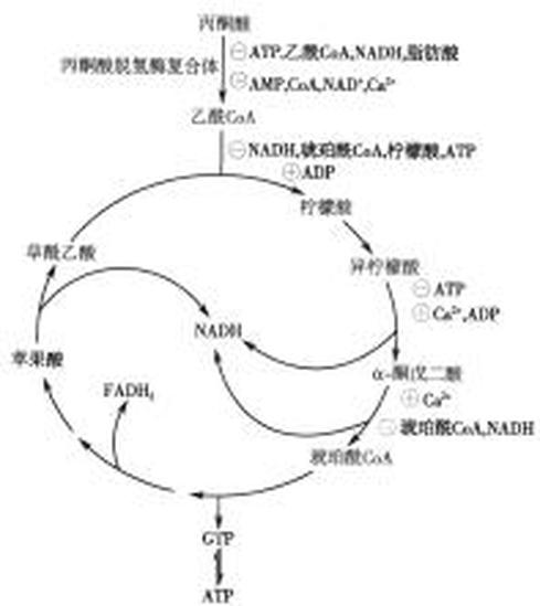 有氧氧化系統(tǒng)