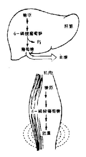 肌糖原