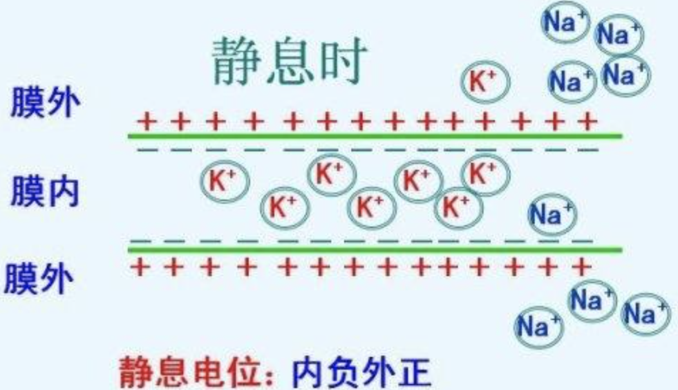 靜息電位