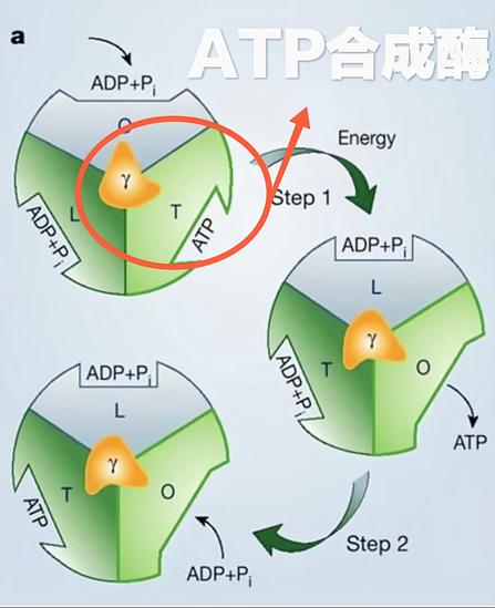 ATP合成酶