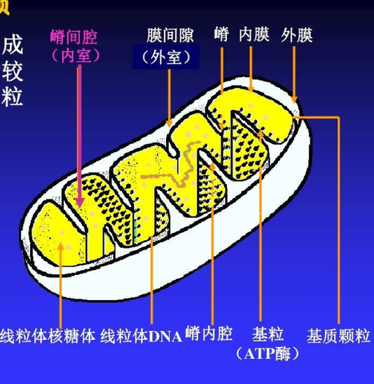 線粒體內(nèi)膜