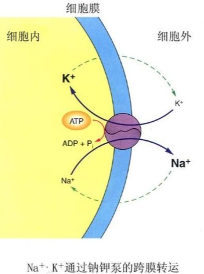 鈉鉀泵