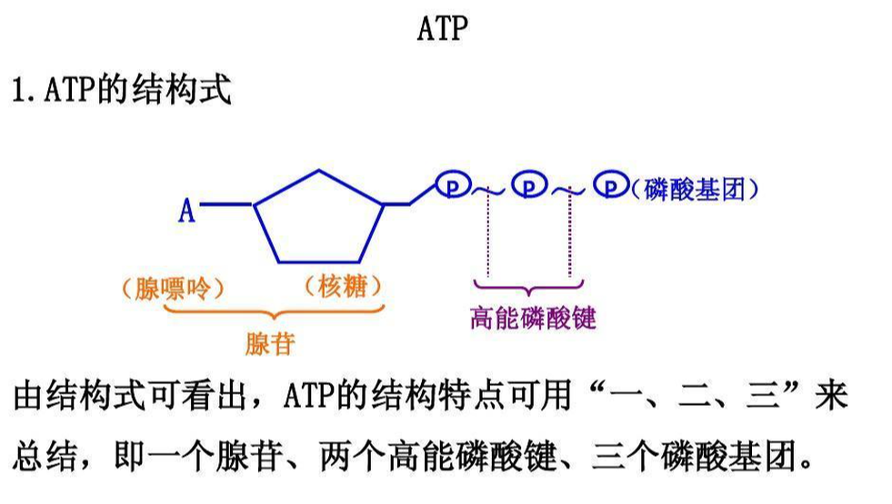 高能磷酸鍵