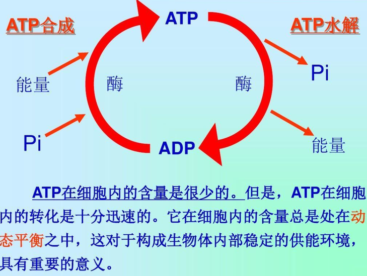 ATP水解