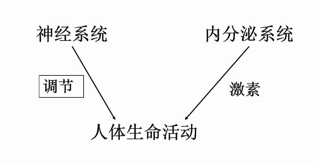 神經(jīng)調(diào)節(jié)