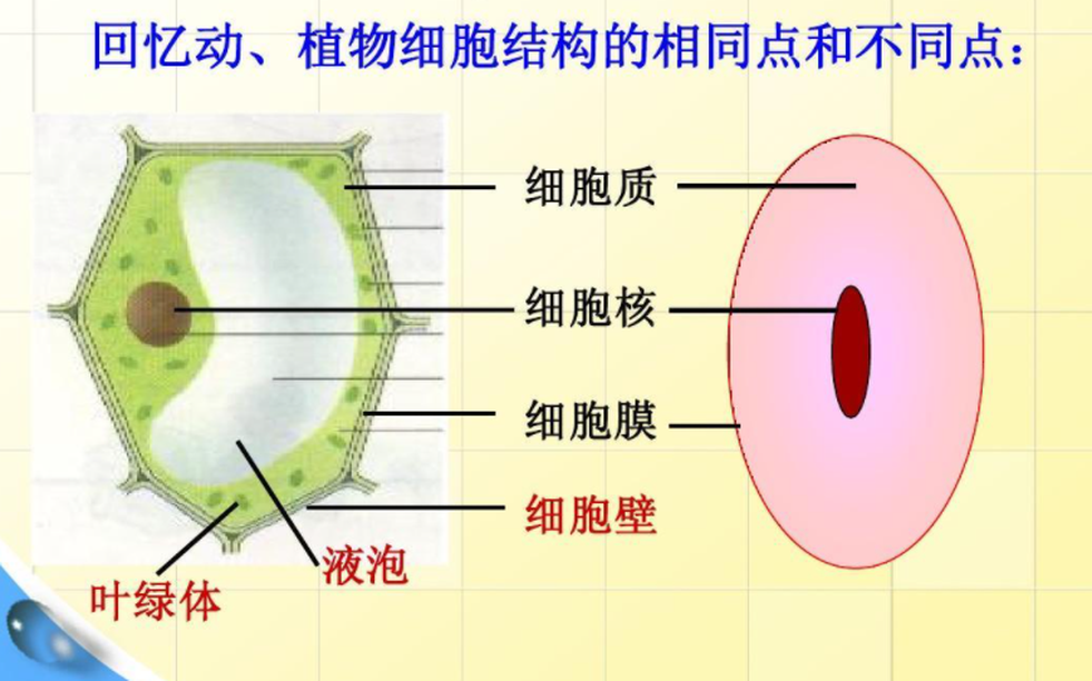 細胞質(zhì)膜