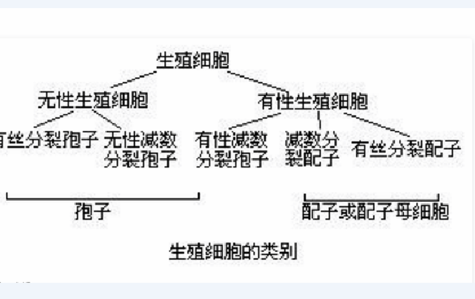 性細胞