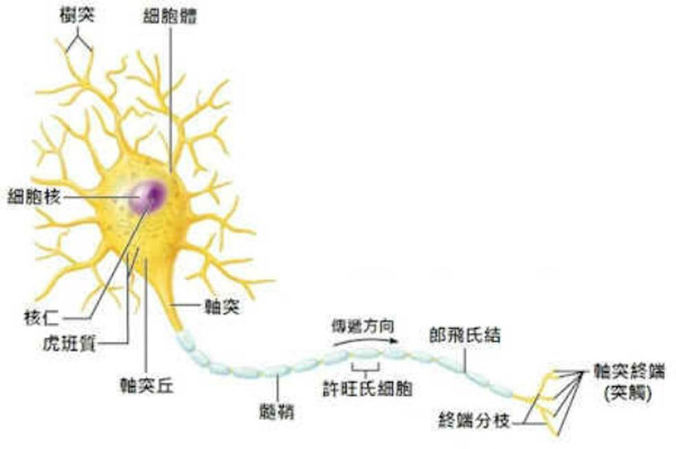 神經(jīng)元細(xì)胞