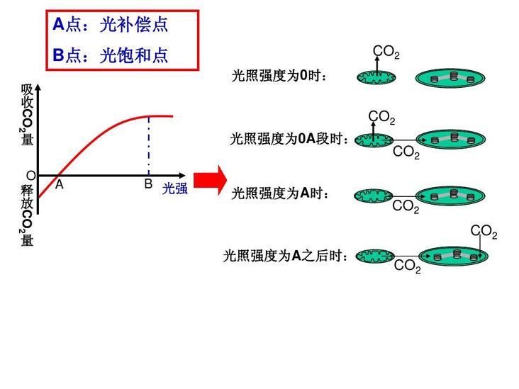 光補償點