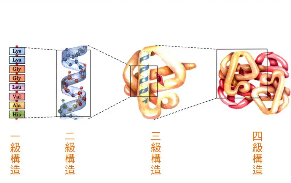 蛋白質(zhì)變性