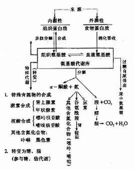 代謝作用