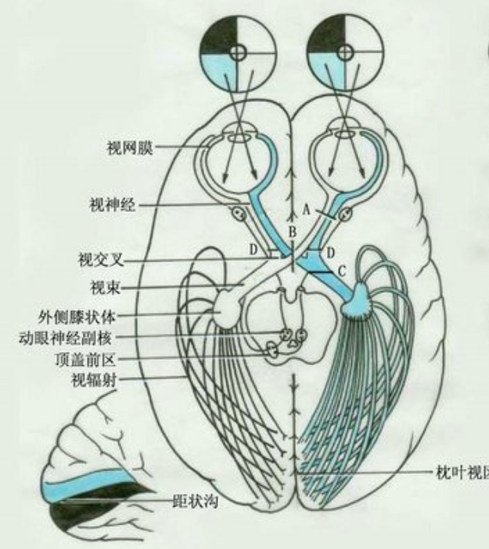 對光反射