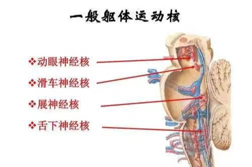 動眼神經(jīng)核