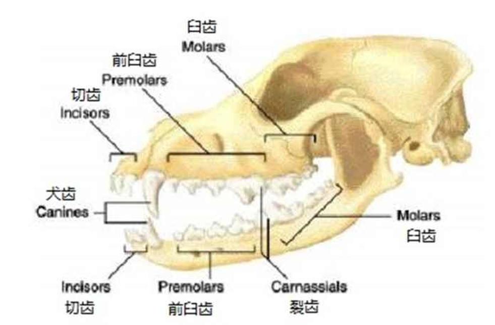 前臼齒