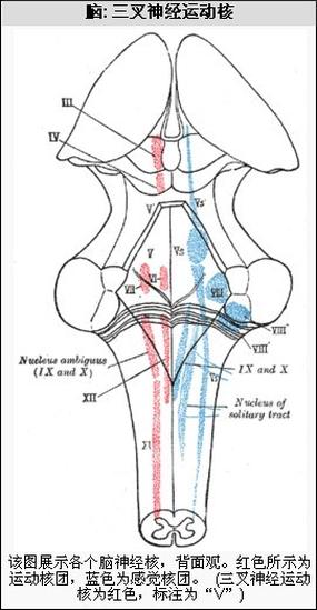 三叉神經(jīng)運(yùn)動(dòng)核