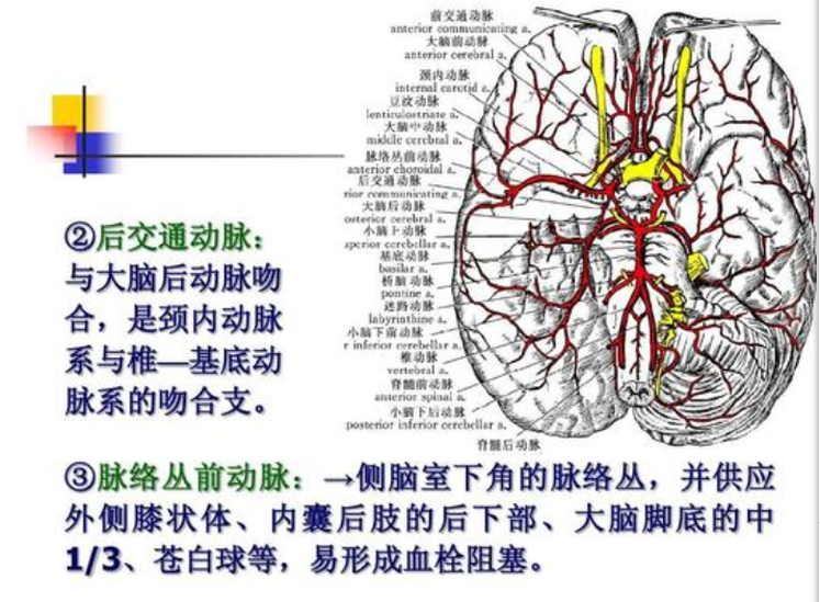 后交通動(dòng)脈