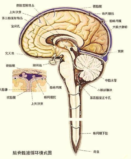 脈絡叢