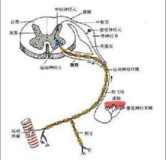 髓磷脂