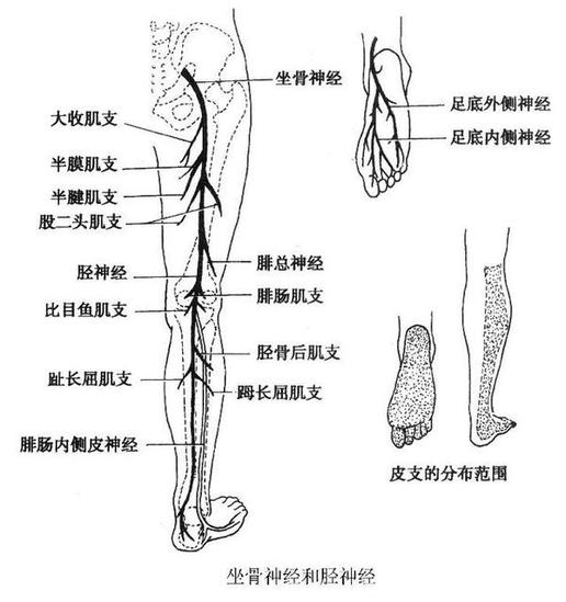 坐骨神經(jīng)