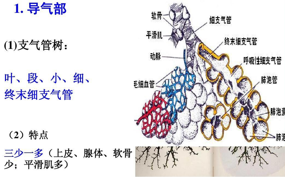 支氣管樹(shù)