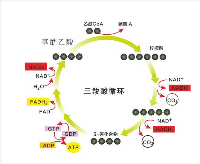 三羧酸循環(huán)