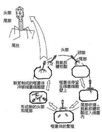 吞噬體