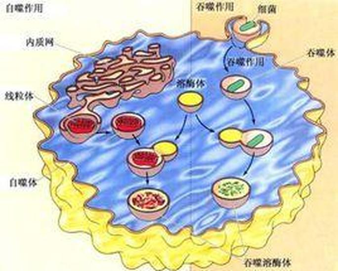 次級(jí)溶酶體