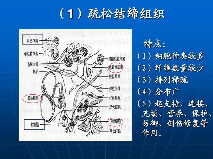 疏松結(jié)締組織