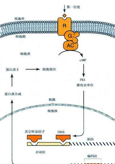 蛋白激酶