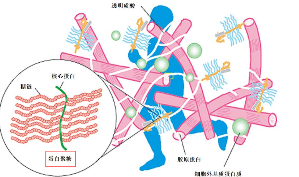 蛋白聚糖