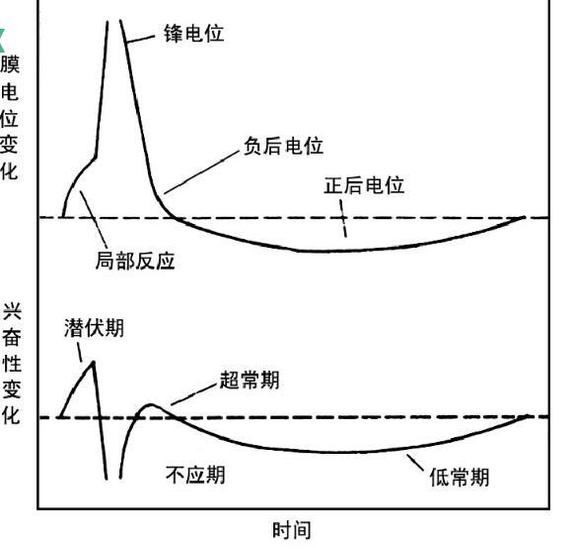 興奮性