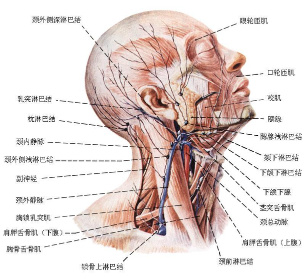 淋巴腺