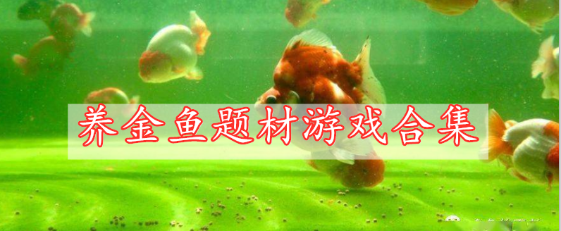 養(yǎng)金魚(yú)題材游戲合集