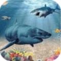 深海鲨鱼养殖