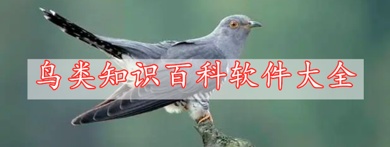 鳥類知識(shí)百科軟件大全