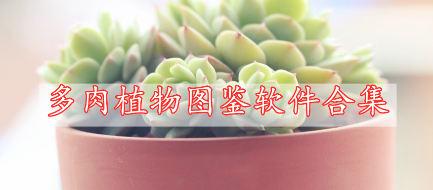 多肉植物圖鑒軟件合集