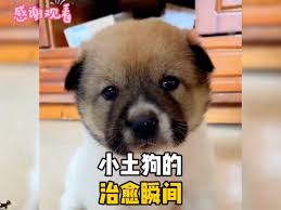 治愈的柴犬育成合集