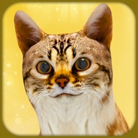 怀孕的猫和可爱的小猫游戏在线玩