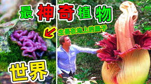 植物星球合集