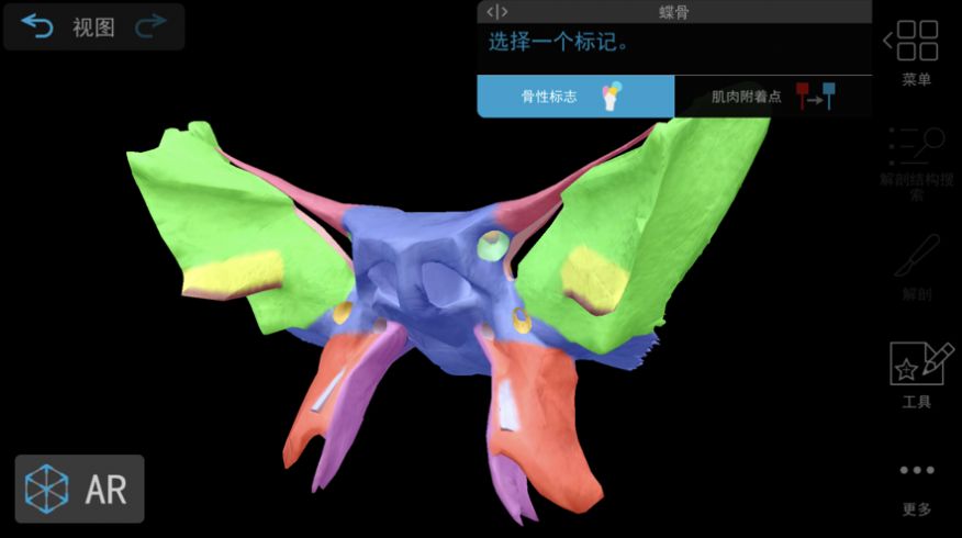 肌肉與運動(dòng)機能學(xué)最新版2