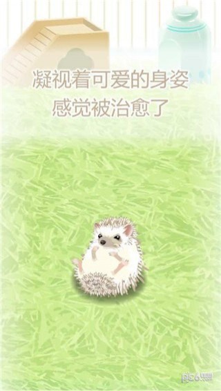 治愈刺猬育成最新版3