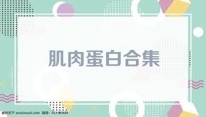 肌肉蛋白合集