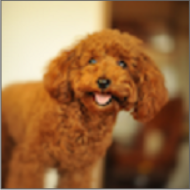 dogbreeds狗品種app