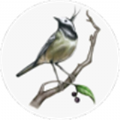 青鳥(niǎo)轉發(fā)手機版