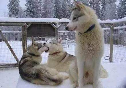 520單身狗圖片帶字搞笑圖片大全無(wú)水印最新完整版2