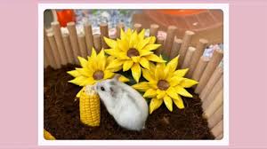 治愈的仓鼠养成合集