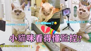 一起来养猫合集
